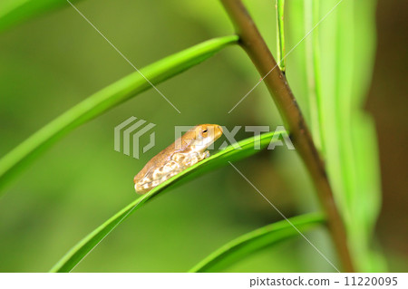 斯里蘭卡青蛙 斯里蘭卡青蛙 11220095