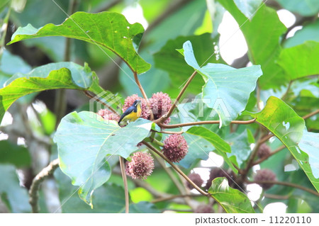 Palawan Hana Dori mooduki Palawan Hana Dori mooduki 11220110