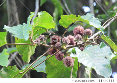 Palawan Hana Dori mooduki Palawan Hana Dori mooduki 11220111