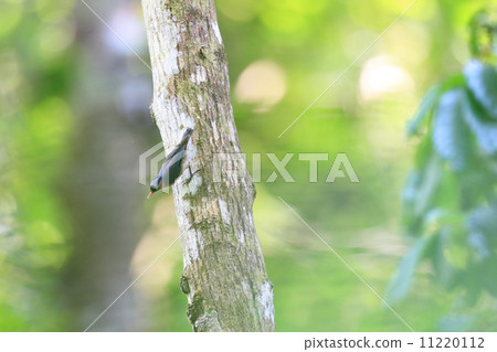 Velveteen goosekara 11220112