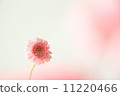 雛菊 11220466