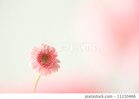 雛菊 雛菊 11220466