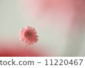 雛菊 11220467