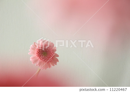 雛菊 11220467