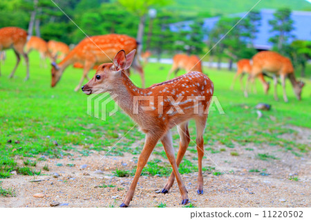 Deer of Nara Park Deer of Nara Park 11220502