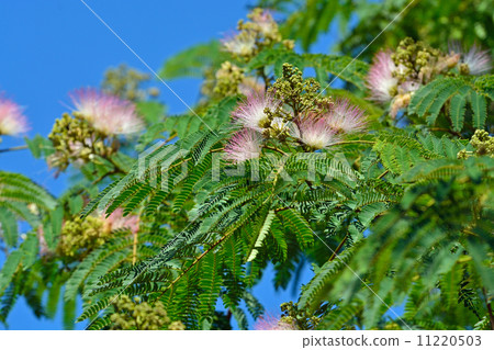 Trees / Nemnomokiaceae 11220503