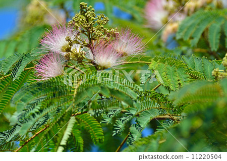 樹木/ Nemnomokiaceae 11220504