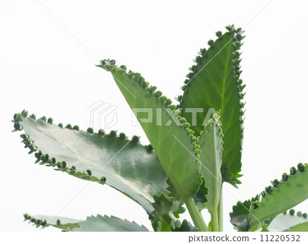 Mother leaf from which leaves emerge Mother leaf from which leaves emerge 11220532