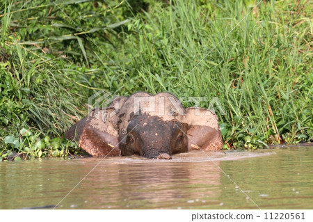 婆羅洲進入河流 11220561