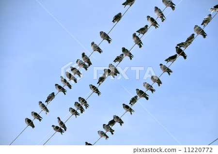 pigeon pigeon 11220772