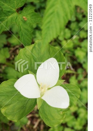 春天的花············································································ 春天的花············································································ 11221049