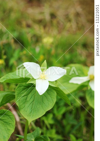 春天的花············································································ 春天的花············································································ 11221051