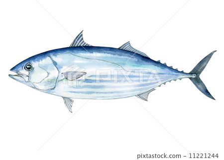 鰹魚插圖 11221244