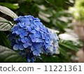 hydrangea   11221361