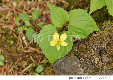 Hibiki小米逗人喜愛的花與條紋的在花·日本當地種類領域的嘴唇·水平位置 Hibiki小米逗人喜愛的花與條紋的在花·日本當地種類領域的嘴唇·水平位置 11221502