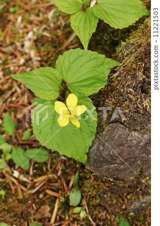 Pretty flower of vertical bamboo tree with streaks in flower · lip of Japanese native species · vertical position Pretty flower of vertical bamboo tree with streaks in flower · lip of Japanese native species · vertical position 11221503
