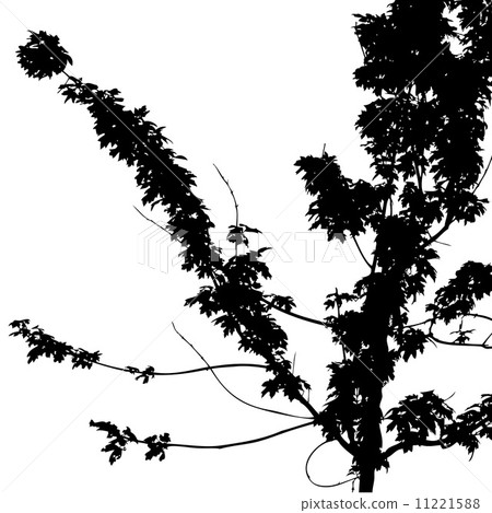 Branches Branches 11221588