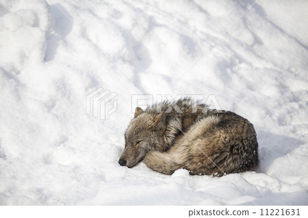 wolf sleep on snow wolf sleep on snow 11221631