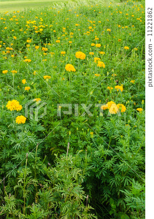 Marigolds or Tagetes erecta flower Marigolds or Tagetes erecta flower 11221862