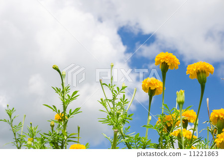 Marigolds or Tagetes erecta flower Marigolds or Tagetes erecta flower 11221863