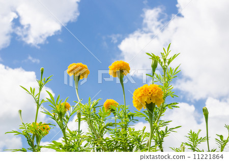 Marigolds or Tagetes erecta flower Marigolds or Tagetes erecta flower 11221864