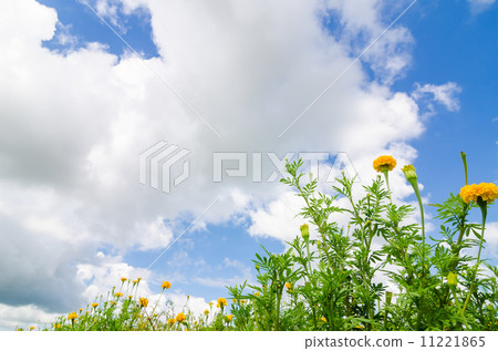 Marigolds or Tagetes erecta flower Marigolds or Tagetes erecta flower 11221865