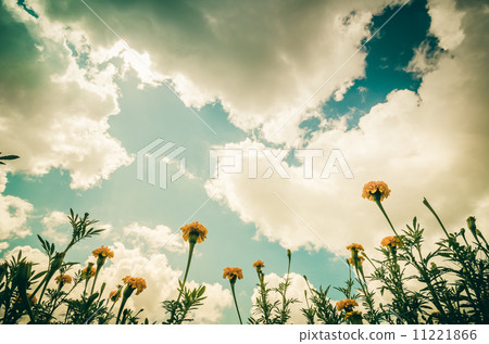 Marigolds or Tagetes erecta flower vintage Marigolds or Tagetes erecta flower vintage 11221866