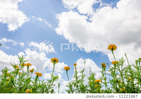Marigolds or Tagetes erecta flower Marigolds or Tagetes erecta flower 11221867