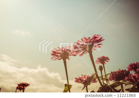Zinnia flower and blue sky vintage Zinnia flower and blue sky vintage 11221868