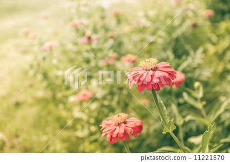 Zinnia flower vintage 11221870