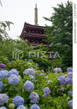 Honsenji 5-storied tower and hydrangea Honsenji 5-storied tower and hydrangea 11221943