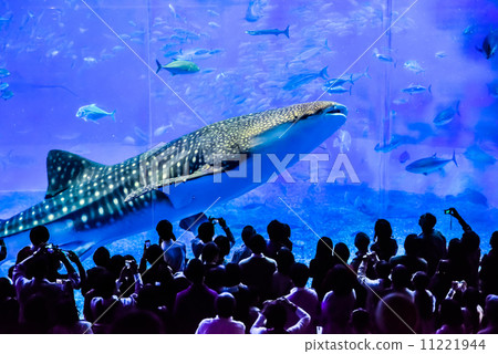美麗海水族館的鯨鯊 11221944