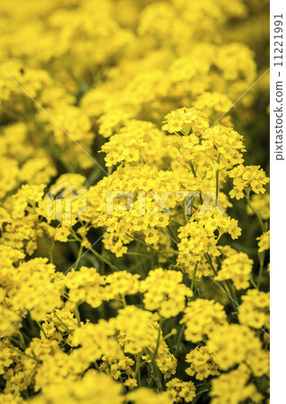 basket of gold, (Aurinia saxatilis) in spring 11221991