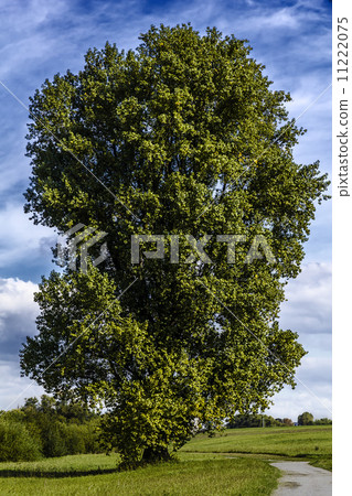 Large old poplar tree 11222075