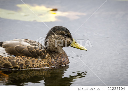 portrait of a swimming duck with light color filter portrait of a swimming duck with light color filter 11222104