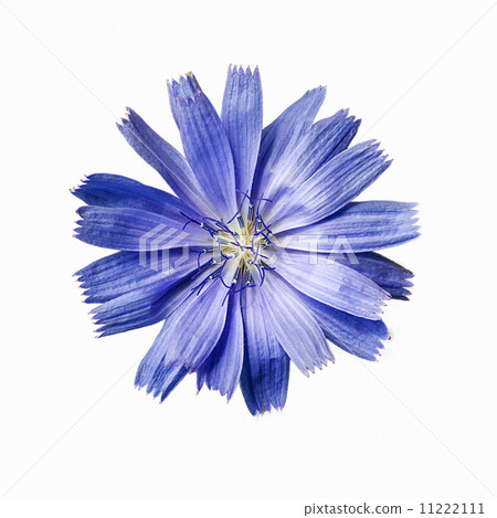 Common chicory (Cichorium intybus) flowers macro isolated on whi Common chicory (Cichorium intybus) flowers macro isolated on whi 11222111
