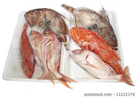 John Dory, Scorpaenidae and Dentex 11222179