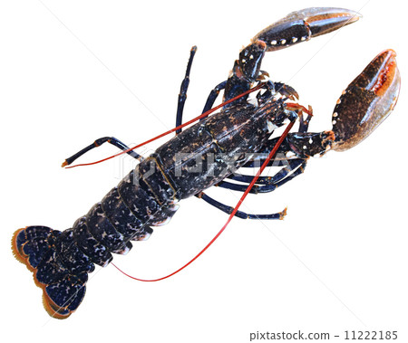 lobster lobster 11222185