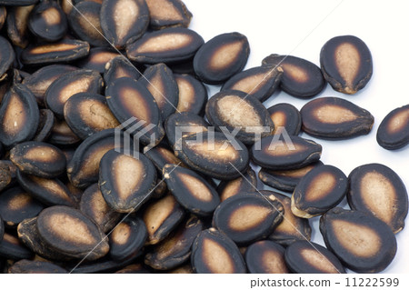 watermelon seed watermelon seed 11222599