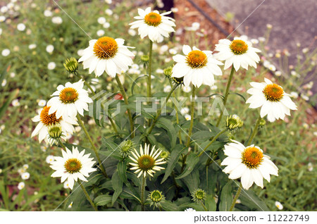 Echinacea purpurea Echinacea purpurea 11222749