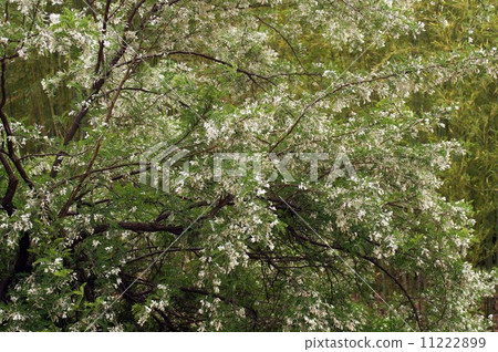 Sophora davidi flowers and legumes 11222899