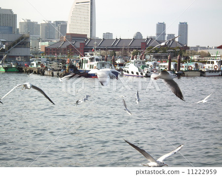 seagull seagull 11222959
