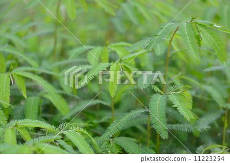 Kawaratetsu no leaves 11223254