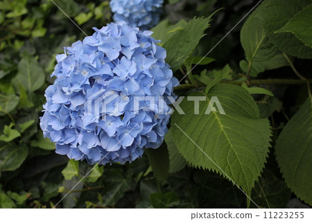 hydrangea   11223255