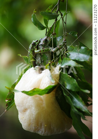 Spawning eggs of Molia frog 11223270