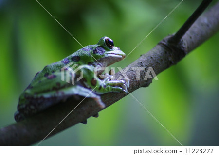 Moria gull frog 11223272