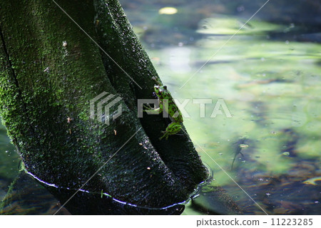 Moria gull frog Moria gull frog 11223285
