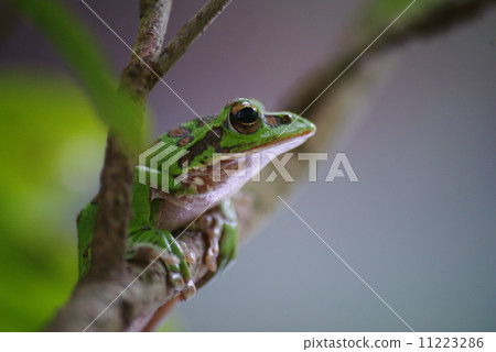 Moria gull frog Moria gull frog 11223286