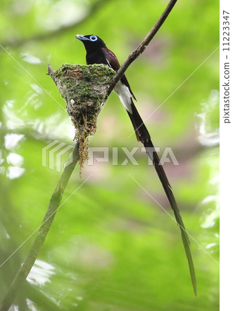 長尾小鸚鵡 11223347