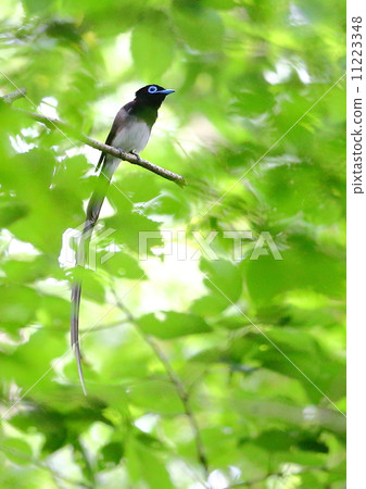 長尾小鸚鵡 11223348